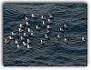 Click image for larger version

Name:	Our skipper is a former Marine Sergent, even the seagulls sits down into formation when he shout.jpg
Views:	314
Size:	89.1 KB
ID:	22748